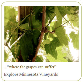 grape vine:  "where the grapes can suffer"